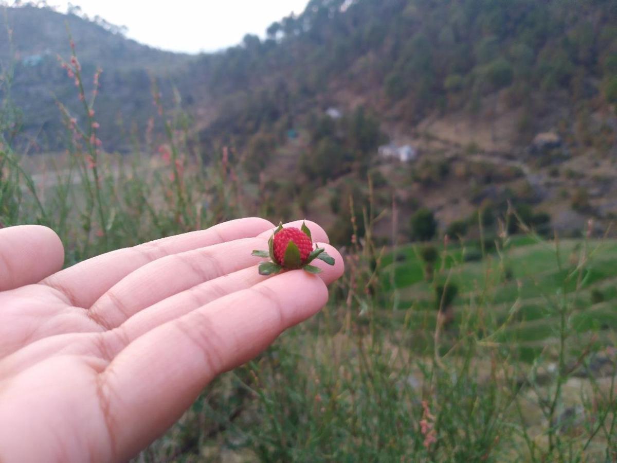 Homestay Ritu Raj & Cafe